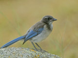 Immature Western or Pacific Scrub Jay  Aphelocoma Californica  Southern California  USA