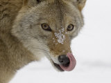 Coyote (Canis Latrans) Licking Snow Off its Nose