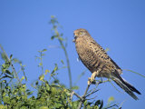 Greater Kestrel  Falco Rupicoloides  Namibia  Africa