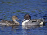 Northern Pintail Duck Pair on Water (Anas Acuta)  North America