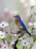 Male Eastern Bluebird in Flowering Dogwood Tree (Sialia Sialis)  North America Missouri State Bird