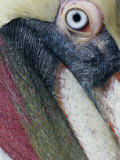 Brown Pelican  Pelecanus Occidentalis