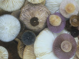 Mushroom Cap Assortment Showing their Gills