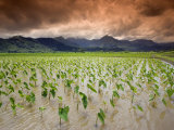 Afternoon Threatening Clouds Hang over a Hanalei Taro Field on Kauai  Hawaii  USA