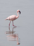 Lesser Flamingo Juvenile  Phoenicopterus Minor  Ngorongoro Crater  Tanzania  Africa