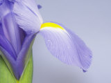 Close-Up of an Iris Flower