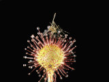 Mosquito Trapped on Sticky Leaf of Round-Leafed Sundew (Drosera Rotundifolia)