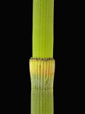 Stem of a Scouring Rush or Horsetail (Equisetum Hyemale) Showing One Node