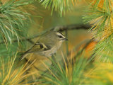 Female Golden-Crowned Kinglet (Regulus Satrapa)  North America