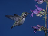 Calliope Hummingbird  Stellula Calliope  Feeding at a Flower