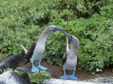 Blue-Footed Boobies Courtship Display  Sula Nebouxi  Galapagos