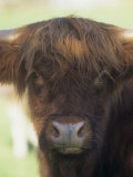 Scottish Highland Cattle Face