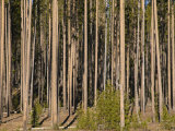 Lodgepole Pine Forest (Pinus Contorta) with Natural Regeneration by Small Seedlings  Oregon  USA