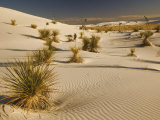 Yucca Plants on Gypsum Sand Dunes at Dusk  White Sands National Monument  New Mexico  USA