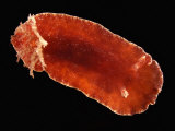 Nudibranch