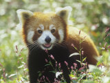 Red Panda (Ailurus Fulgens) an Endangered Species  Himalayas