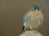 Male American Kestrel Sitting on a Post  Falco Sparverius  North America