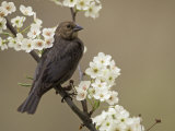 Female Brown-Headed Cowbird  Molothrus Ater  Among Crabapple Blossoms  North America