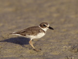 Wilson's Plover (Charadrius Wilsonia)  Florida  USA