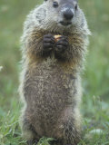 Woodchuck or Groundhog  Marmota Monax  Standing and Holding a Piece of Food  North America