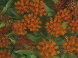 Butterfly Weed Flowers  Asclepias Tuberosa  North America
