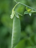 Garden Pea  Pisum Sativum  Sugar Snap Variety