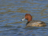Redhead Duck Male on Water  Aythya Americana  North America