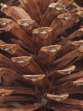 Close-Up of a Mature Female or Seed Cone of the Longleaf Pine  Pinus Palustris  Southeastern USA