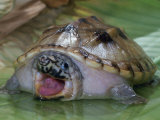 Defensive Posture of the Giant Musk Turtle  Staurotypus Triporcatus  Costa Rica