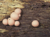 Slime Mold  Lycogala Epidendrum  Myxomycetes  North America