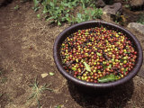 Coffee Bean (Coffea Arabica) Harvest  Costa Rica