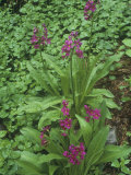 Parry Primrose  Primula Parryi  Rocky Mountains  North America