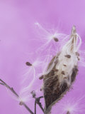 Milkweed Seed Pod Opening and Releasing Seeds (Asclepias)  North America