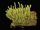 Podetia and Primary Thallus of a Lichen (Cladonia)  Southwest Oregon  USA