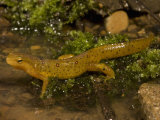Red-Spotted Newt at the Edge of a Pond  Notophthalmus Viridescens  Eastern North America