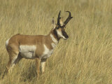Male Pronghorn  Antilocapra Americana  North American Grasslands