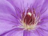 Clematis Flower Parts