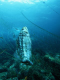 Kelp Bass (Parabrax) Caught in Gill Net  Baja California  Mexico