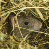 Brown Rat (Rattus Norvegicus) Head Poking Out from Hay