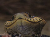 Close-Up of Eastern Hognose Snake  Heterodon Platyrhinos  Eastern USA