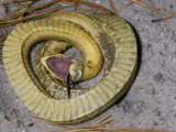 Eastern Hognose Snake  Heterodon Platyrhinos  Playing Dead or Feigning Death