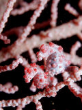 Two Pigmy-Seahorses (Hippocampus Bargibanti) on a Sea Fan  Komodo National Park  Indian Ocean