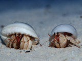 Hermit Crabs on a Sandy Beach (Coenobita)  Maldives  Indian Ocean