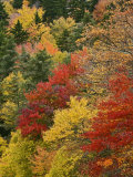 Fall Colors in the Southern Appalachian Mountains  North Carolina  USA