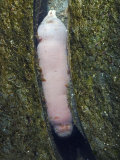 Fat Innkeeper Worm in its Tunnel  Urechis Caupo  California  Usa  Pacific Ocean