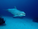 Bottlenose Dolphin Swimming (Tursiops Truncatus)