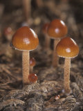 Mat Collybia (Collybia Polyphylla)  Basidiomycota  Tricholomataceae  North America
