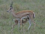 Grant's Gazelle Nursing its Young  Gazella Granti  East Africa
