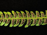 Sori of Coastal Wood Fern (Dryopteris Arguta) Covered by Horseshoe-Shaped Indusia  Oregon  USA