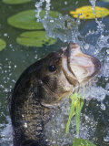 Largemouth Bass  Weedless Jig